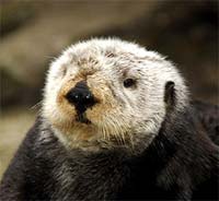 Willie the Sea Otter