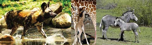 African Plains at the Bronx Zoo