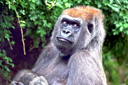 Congo Gorilla - Bronx Zoo