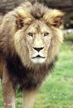 Lion at the African Plains in the Bronx Zoo