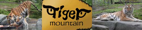 Tiger Mountain Bronx Zoo